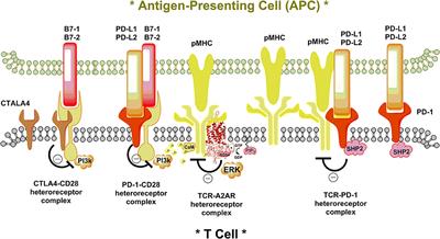 Can Allosteric Receptor-Protein Interactions in Receptor Complexes Be a Molecular Mechanism Involved in Cancer Immune Therapy?